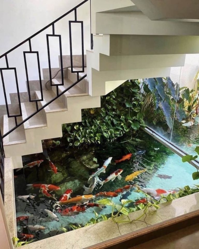 Hồ cá Koi trong nhà